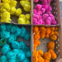 جوجه نوروز عمده از قم