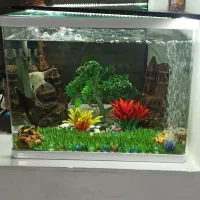 آکواریم|ماهی|سنندج, |دیوار