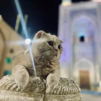 واگذاری گربه ۷ ماهه اسکاتیش|گربه|یزد, |دیوار
