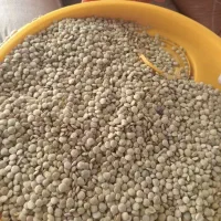 عدس و نخود فروشی