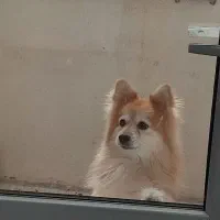 سگ پامر|سگ|خرم‌آباد, |دیوار