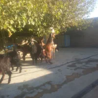 ۱۰ عدد بزغاله چاق به فروش می‌رسد