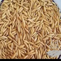 برنج فجر سوزی