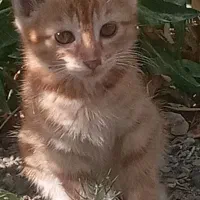 بچه گربه|گربه|چناران, |دیوار