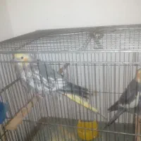 عروس هلندی|پرنده|مسجد سلیمان, |دیوار