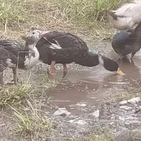 پنچ عدد اردک محلی|حیوانات مزرعه|لولمان, |دیوار