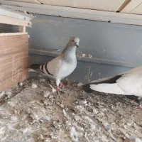 کبود دمسفید ماده|پرنده|کوهین, |دیوار