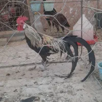 خروس فونیکس و خروس جنگلی