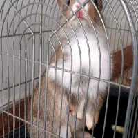 خرگوش|موش و خرگوش|کرمانشاه, |دیوار