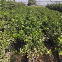 انواع نهال مرکبات ،گل ،استوایی|گل و گیاه طبیعی|جیرفت, |دیوار