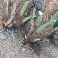 پاجوش نخل / نهال نخل|گل و گیاه طبیعی|رودان, |دیوار