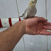 تعدادی عروس هلندی معاوضه با قناری|پرنده|ایذه, |دیوار