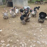 بوقلمون نر بالغ گوشتی|حیوانات مزرعه|گلوگاه بابل (گلیا), |دیوار