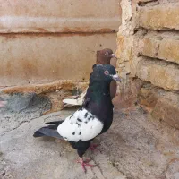 فروش کبوتر خوشرنگ و سینه ای|پرنده|فولادشهر, زاینده رود|دیوار