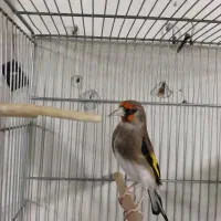 سهره دورگ قد قواره دار شیرازی|پرنده|ری, صفاییه (چشمه علی)|دیوار