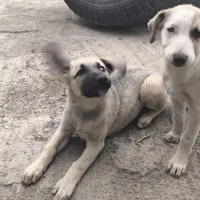 واگذاری رایگان