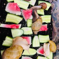 حلزون آچاتینا(آفریقایی)