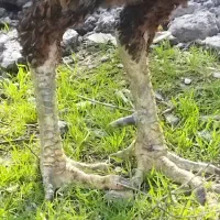 فروش نقدی|حیوانات مزرعه|رودبنه, |دیوار