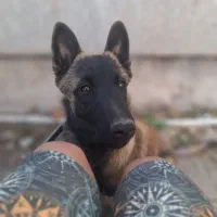 سگ مالینویز بلژیکی فروش فوری|سگ|مرودشت, نقش رستم|دیوار