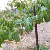 باغچه چهار دیواری/میوه دار|فروش زمین و ملک کلنگی|کرج, شهرک فهمیده|دیوار