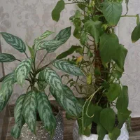 گل طبیعی