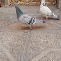 کفتر المانی مسافتی|پرنده|مشهد, انصار|دیوار