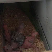 جوجه ملنگو سرلاکی