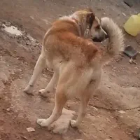 ماده خراسانی|سگ|قوچان, |دیوار