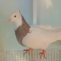 طوقی سرخ نر|پرنده|تربت‌حیدریه, سرمحله|دیوار