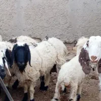گوسفند ماده بره ماده خوب سرحال .کهره نر چاق مری|حیوانات مزرعه|صابری, |دیوار