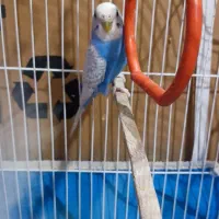 دو جفت مرغ عشق|پرنده|بندر ماهشهر, |دیوار