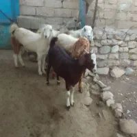 بزغاله سرحال