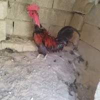 خروس پاکوتاه|حیوانات مزرعه|ریگ, |دیوار