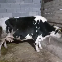 گاو هلشتاین شیری|حیوانات مزرعه|ماسال, |دیوار