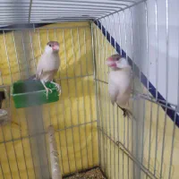 عروس هلندی مولد و فنچ مصری مولد|پرنده|شیراز, شهرک جماران|دیوار