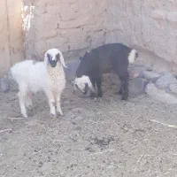 خر فروشی و بره نره|حیوانات مزرعه|گزیک, |دیوار