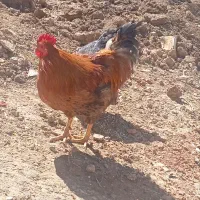 خروس محلی فروشی رزن ۷۵۰