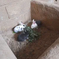 فروش خرگوش|موش و خرگوش|شهرکرد, |دیوار