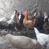خروس رسمی