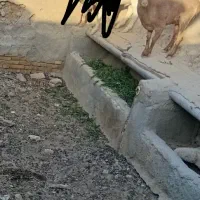 یک عدد کولار (کره پارسالی)