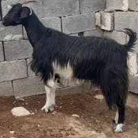 بز کهره‌دار