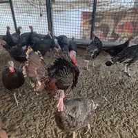 بوقلمون برنز