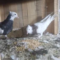 کبوتر یا کفتر طوقی|پرنده|قم, باجک یک|دیوار