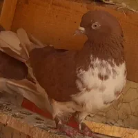 کفتر پرشی|پرنده|فردوسیه, |دیوار