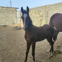 کره نریان هفت ماهه