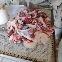 گوسفند زنده کردستان