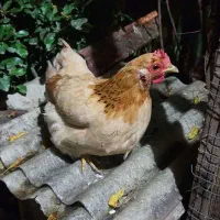 مرغ مینیاتوری|پرنده|آمل, |دیوار