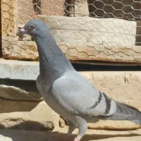 مرغ خروس  کفتر|پرنده|سراوان, |دیوار