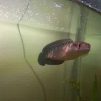 ماهی چانا سر ماری|ماهی|مشهد, ابوذر|دیوار