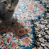 گربه نیاز به کمک